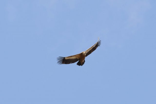 Vautour fauve / Griffon Vulture